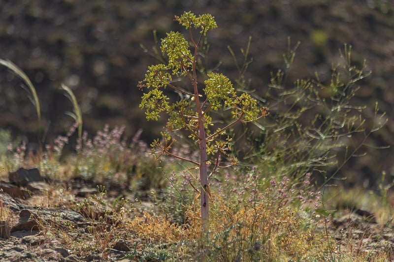Native plant species